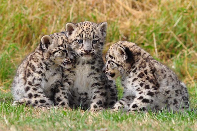 Captive Breeding of Endangered Snow Leopard  